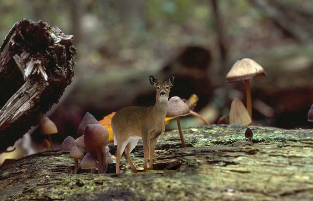 Diseño de Photoshop por RachwitchD3 para DesignCrowd (Community Contests) | Diseño #9077612