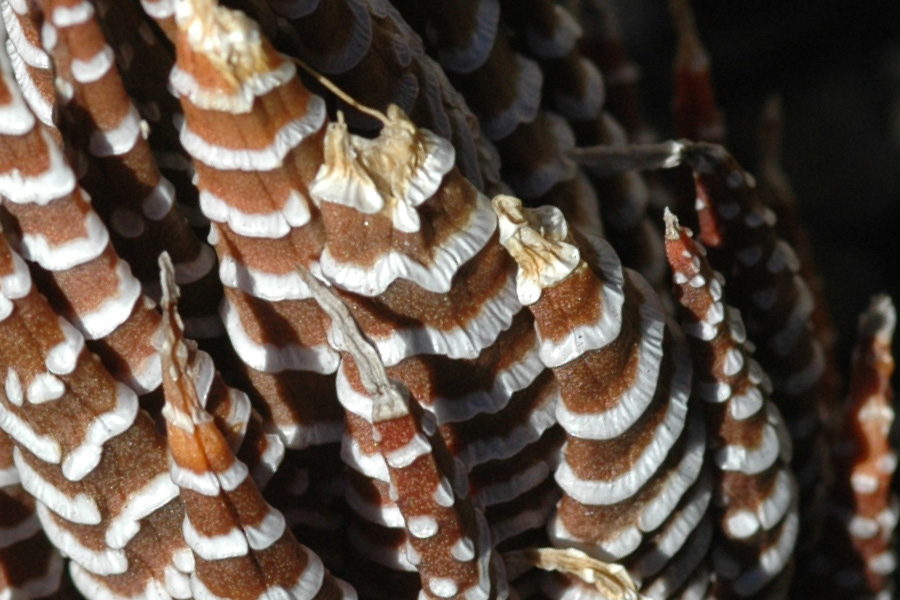 Photography by Destil for DesignCrowd (Community Contests) | Design #9073258