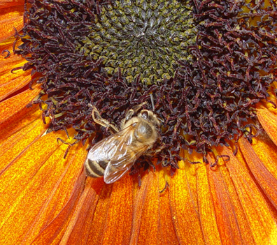 Photography by misslibby for DesignCrowd (Community Contests) | Design #9069085