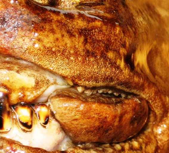 Photography by Maddyy for DesignCrowd (Community Contests) | Design #9073240