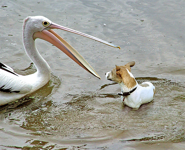 Photoshop Design by ozplasmic for DesignCrowd (Community Contests) | Design #9066719