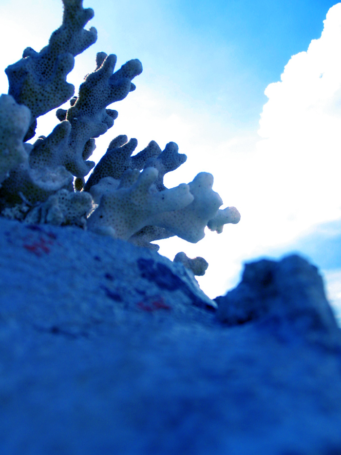 Photography by ANBanaynal for DesignCrowd (Community Contests) | Design #9073264