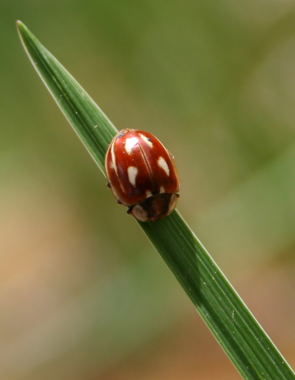 Fotografía por 123lezy para DesignCrowd (Community Contests) | Diseño #9069111