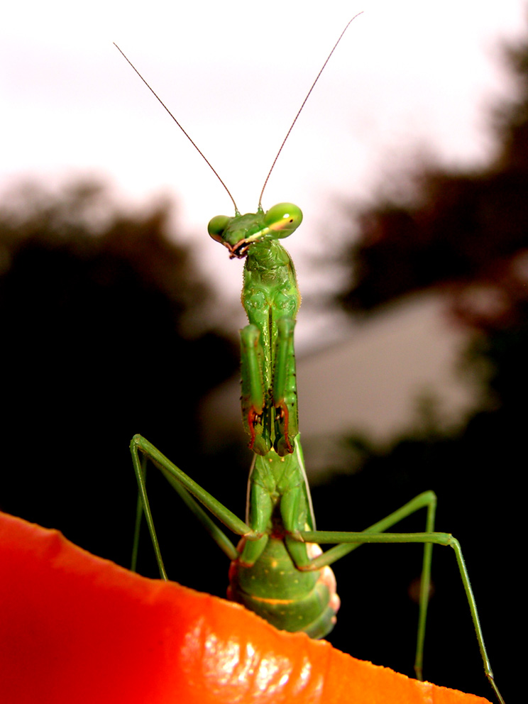 Fotografía por greenmachine para DesignCrowd (Community Contests) | Diseño #9069101