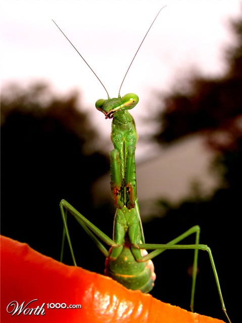 Photography by greenmachine