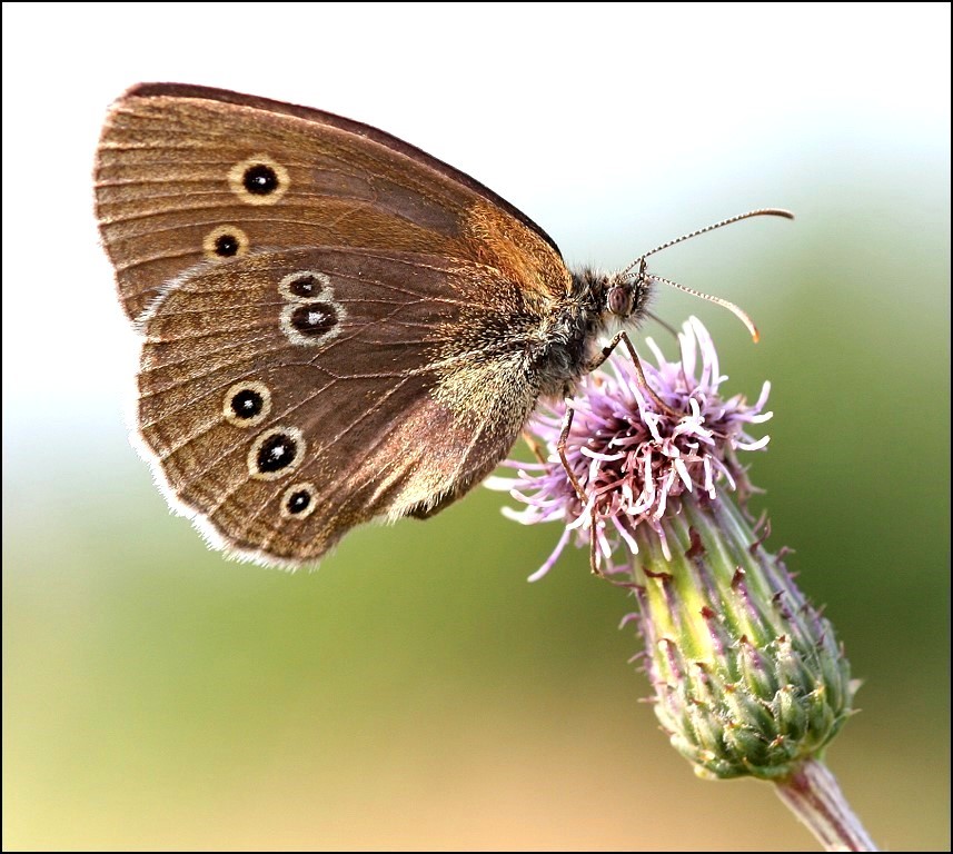 Fotografía por TyChO para DesignCrowd (Community Contests) | Diseño #9069070