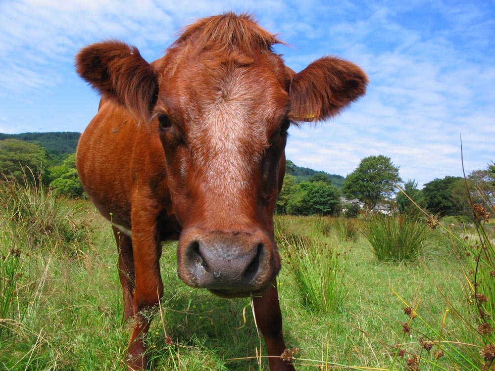 Photography by KerrazyPyRo for DesignCrowd (Community Contests) | Design #9069226