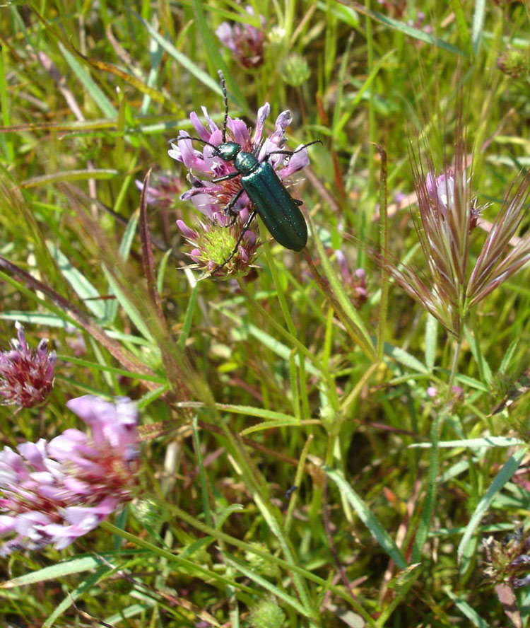 Photography by stayceejae for DesignCrowd (Community Contests) | Design #9069155