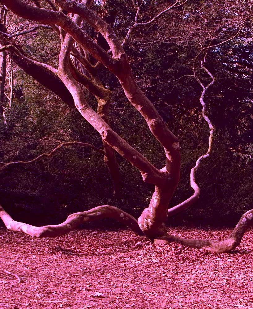 Photography by Dragon60 for DesignCrowd (Community Contests) | Design #9073286