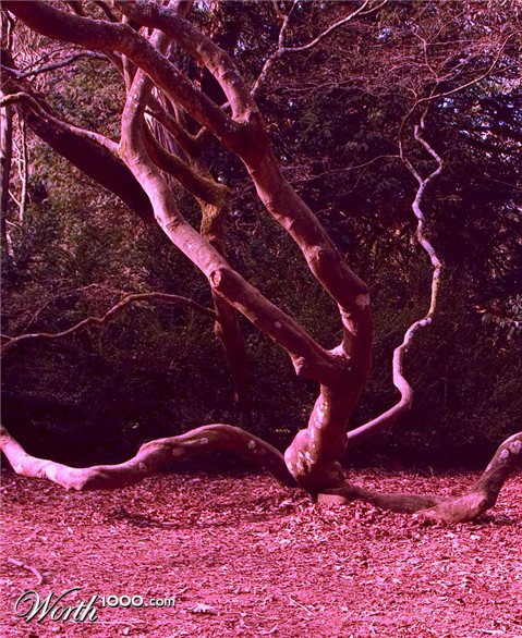 Photography by Dragon60