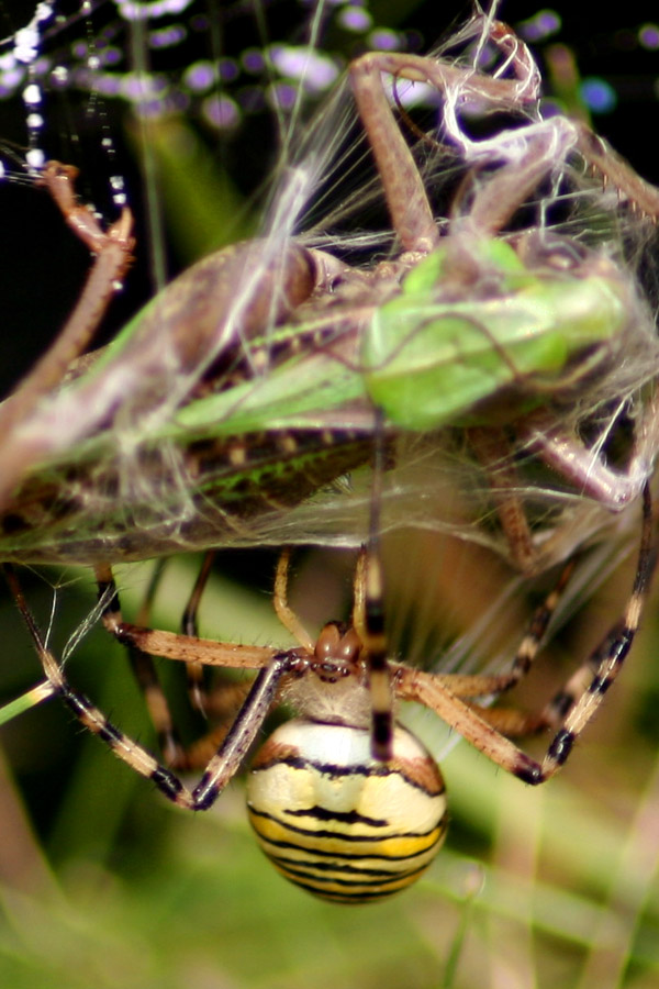 Fotografía por chippyRo para DesignCrowd (Community Contests) | Diseño #9069090