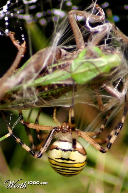 Photography by chippyRo