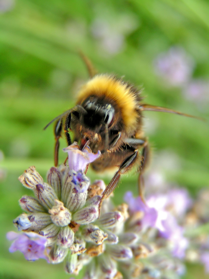 Fotografía por bobblainey para DesignCrowd (Community Contests) | Diseño #9069175