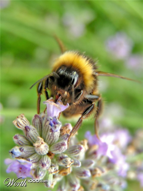 Photography by bobblainey