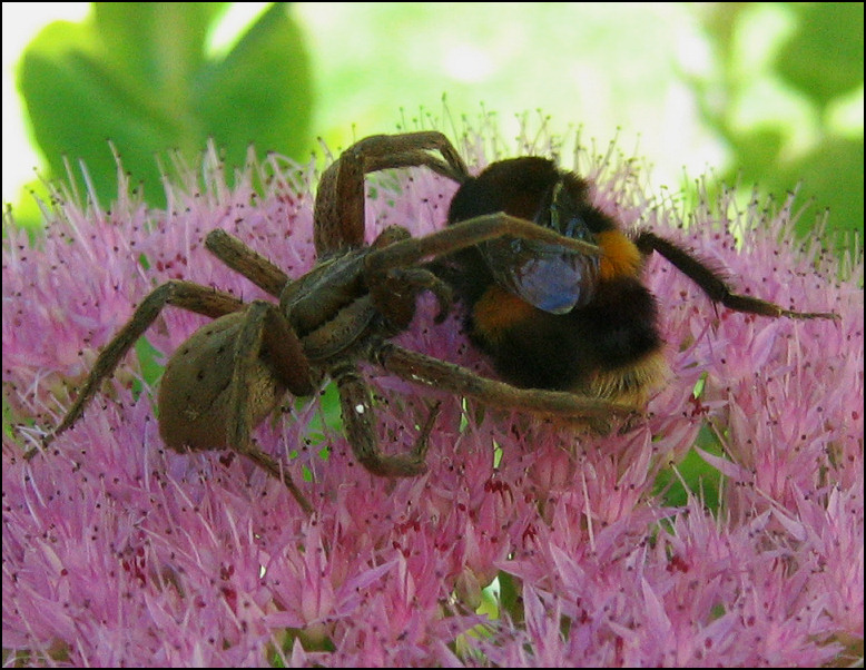 Photography by missyelle for DesignCrowd (Community Contests) | Design #9069248