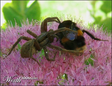 Photography by missyelle