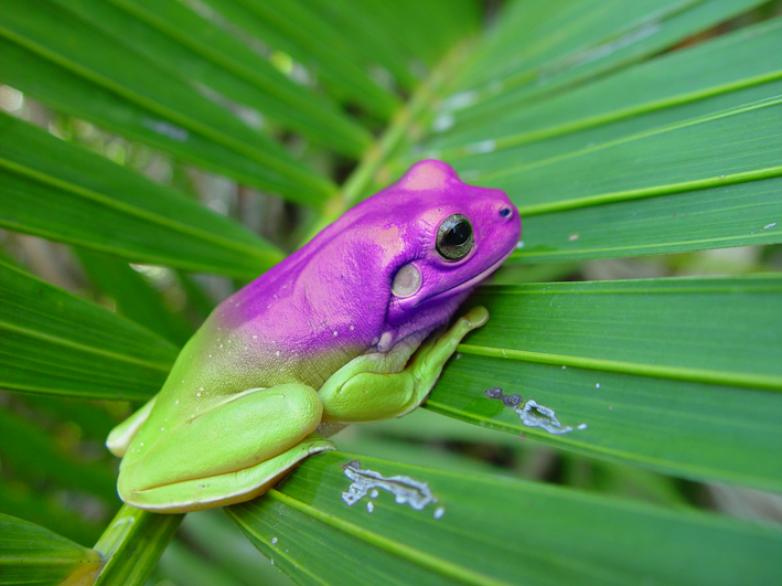 Diseño de Photoshop por mulambo para DesignCrowd (Community Contests) | Diseño #9068819