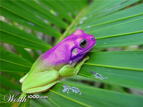 Photoshop Design by mulambo