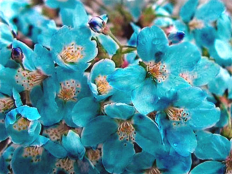 Photoshop Design by IriaErvich for DesignCrowd (Community Contests) | Design #9068860