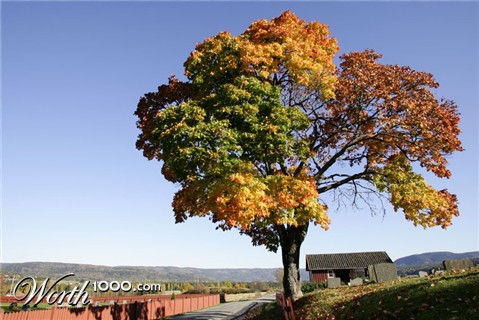 Photography by lleander