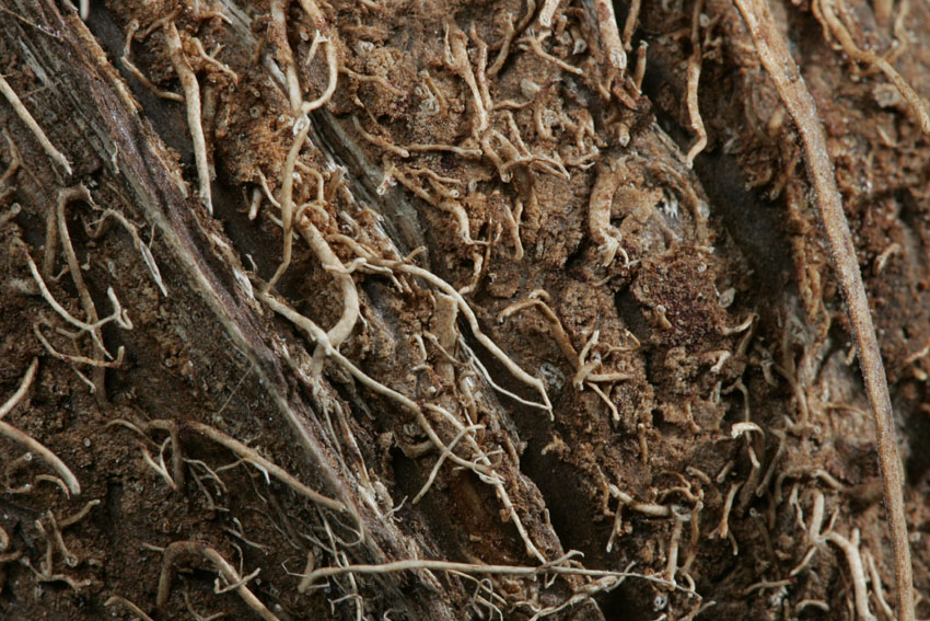 Photographie par lleander pour DesignCrowd (Community Contests) | Design #9073352