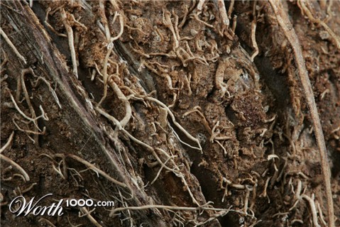 Photography by lleander