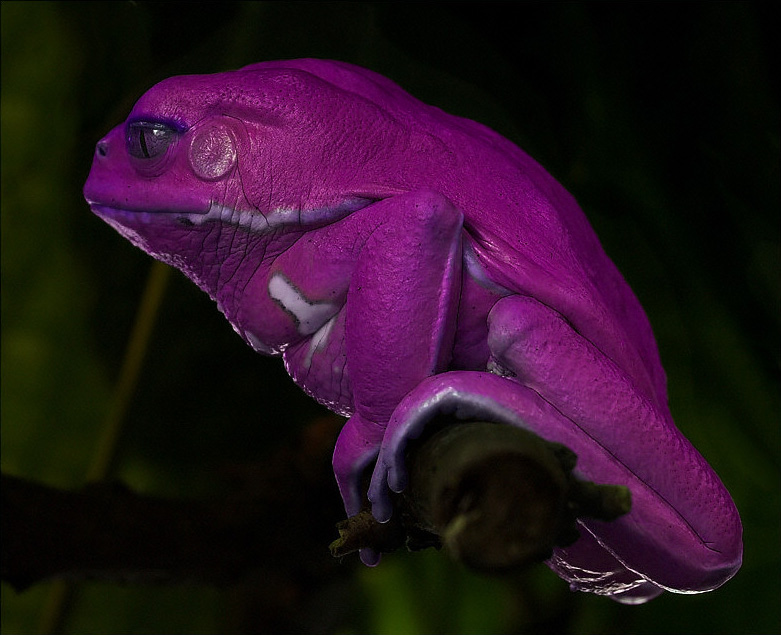 Photoshop Design by Schmuh for DesignCrowd (Community Contests) | Design #9068837