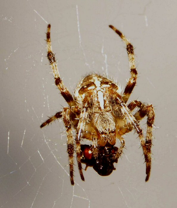 Photographie par wiggster pour DesignCrowd (Community Contests) | Design #9069203