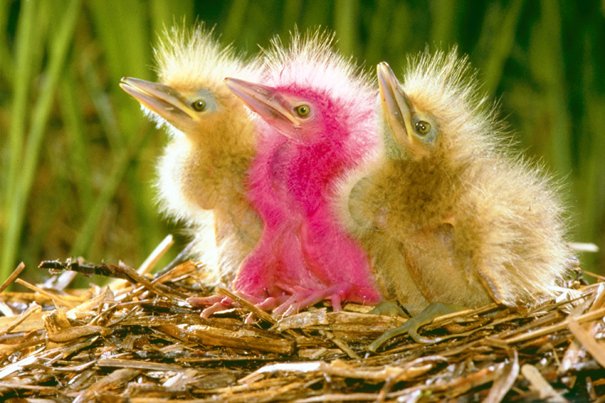 Photoshop Design by 123lezy for DesignCrowd (Community Contests) | Design #9068919