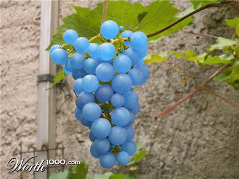 Photoshop Design by TremeX