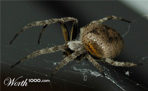 Photography by darwin