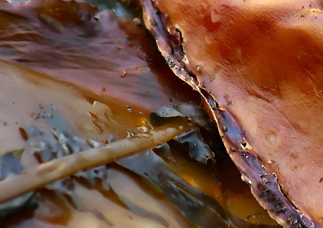 Photographie par KarenC pour DesignCrowd (Community Contests) | Design #9073287