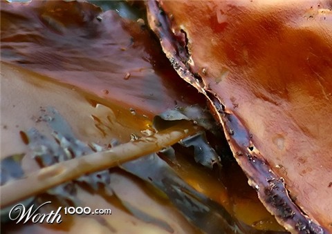 Photography by KarenC