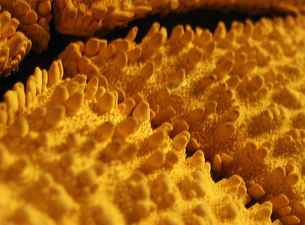 Fotografía por theduffman para DesignCrowd (Community Contests) | Diseño #9073342