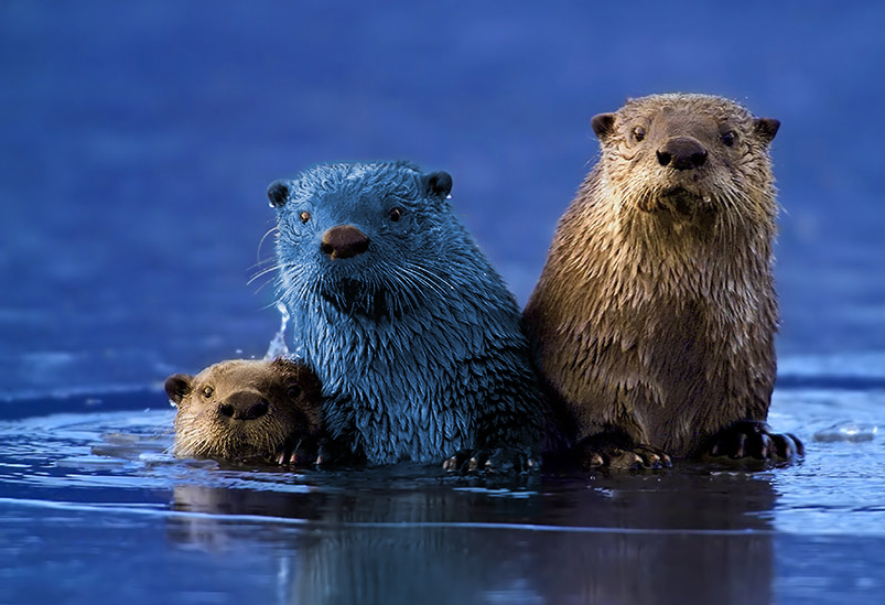 Photoshop Design by echoburst for DesignCrowd (Community Contests) | Design #9069053