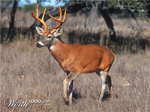 Photoshop Design by spoondog