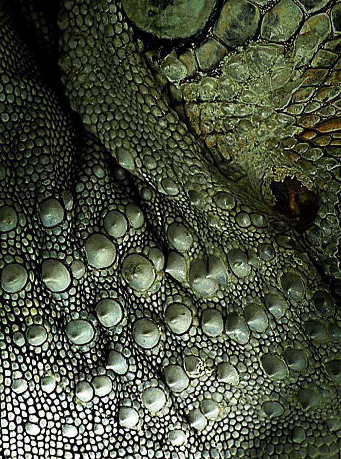 Fotografie von josephzl für DesignCrowd (Community Contests) | Design #9073309