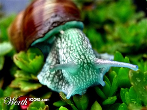 Photoshop Design by Ziaphra