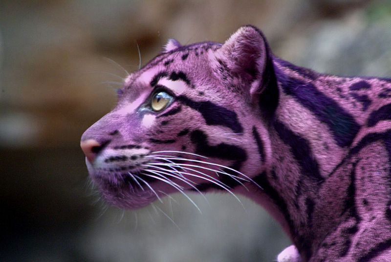 Photoshop Design by emonnite for DesignCrowd (Community Contests) | Design #9069154