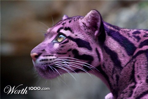 Photoshop Design by emonnite