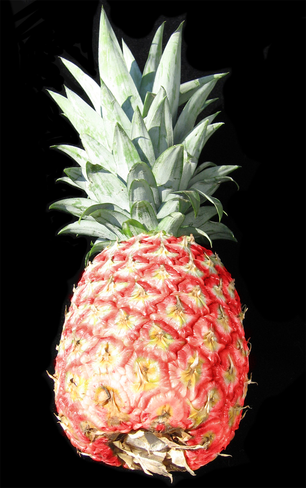 Diseño de Photoshop por jayjay007 para DesignCrowd (Community Contests) | Diseño #9069219