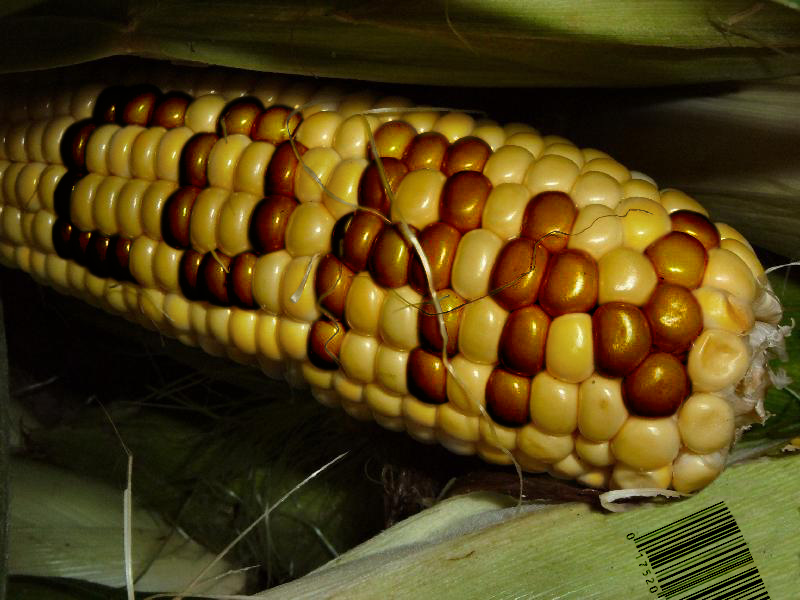 Photoshop Design by wyverns for DesignCrowd (Community Contests) | Design #9069277