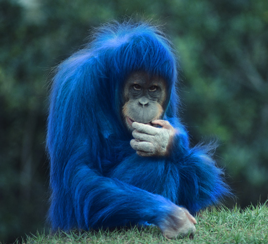 Diseño de Photoshop por paulmetadger para DesignCrowd (Community Contests) | Diseño #9069273