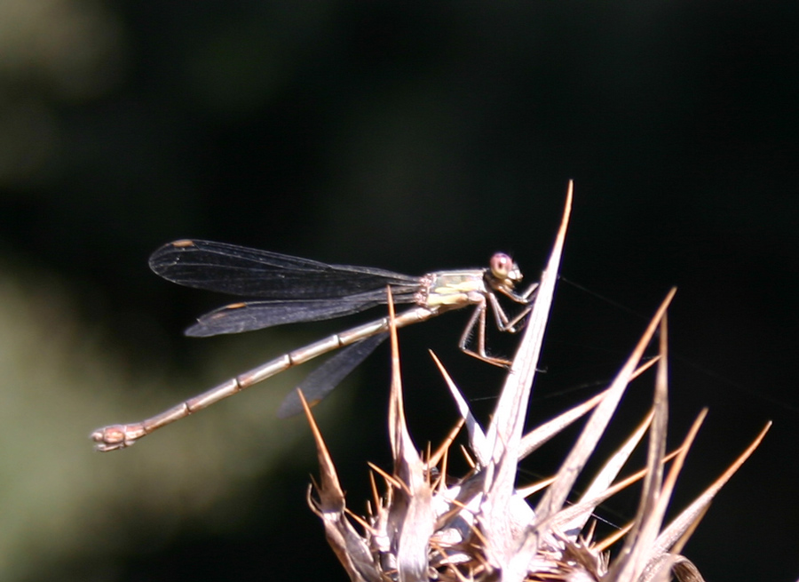 Photography by sandreu for DesignCrowd (Community Contests) | Design #9069253