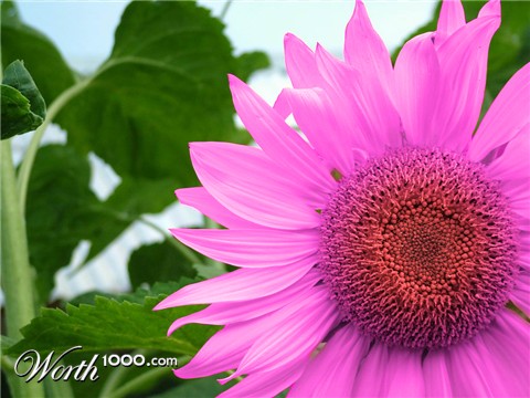 Photoshop Design by kakaroto