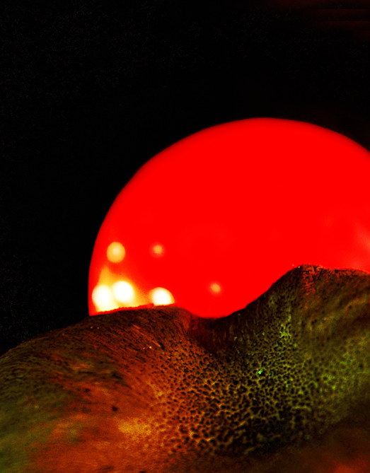 Fotografía por koalachimbo para DesignCrowd (Community Contests) | Diseño #9073281