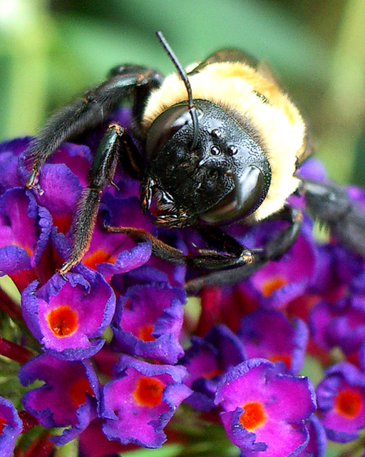 Fotografie von LADPUPMOE für DesignCrowd (Community Contests) | Design #9069244