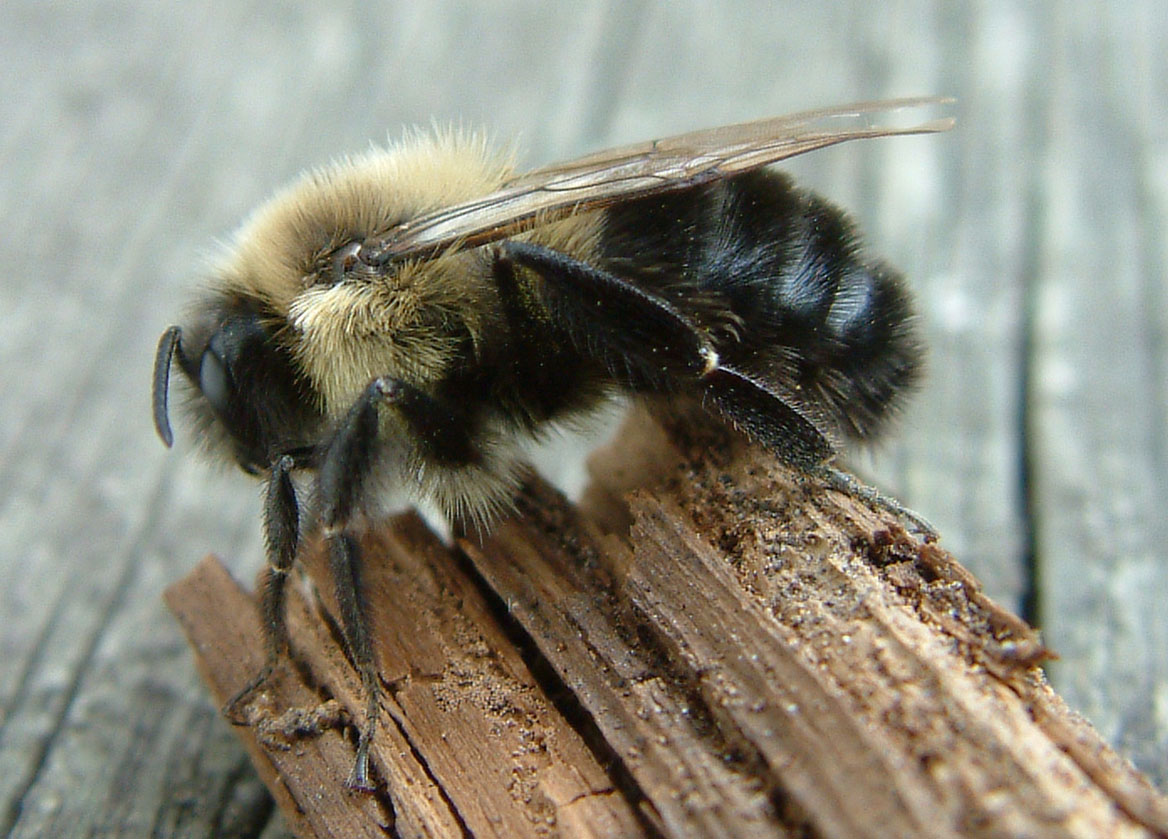 Fotografía por Salster para DesignCrowd (Community Contests) | Diseño #9069163