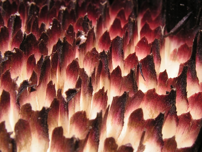 Photography by mzmzmzmz for DesignCrowd (Community Contests) | Design #9073300