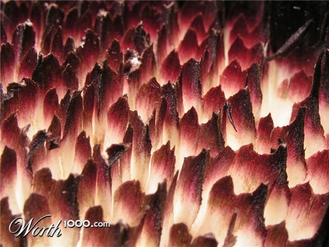 Photography by mzmzmzmz